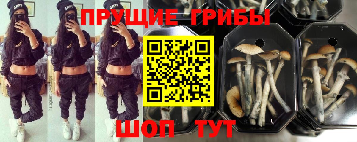 Пенза  Псилоцибиновые грибы мухоморы  Вход с VPN 